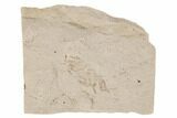 Fossil Pea Crab (Pinnixa) From California - Miocene #189421-1